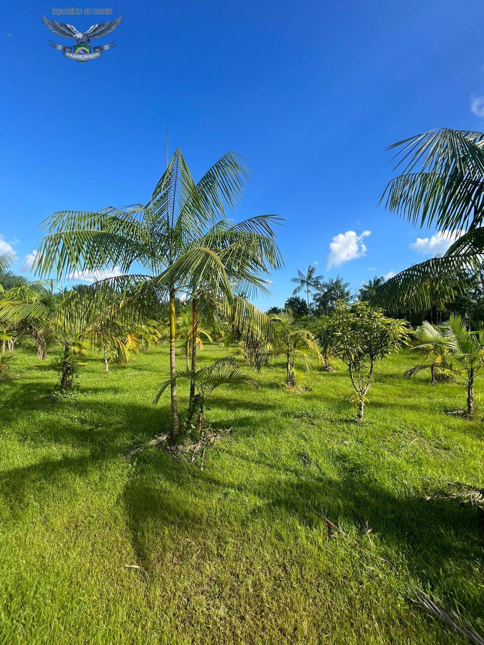 Fazenda à venda com 3 quartos, 300m² - Foto 22